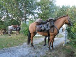 chevaux etape chalencon.jpg