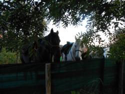 chevaux etape chalencon 2.jpg