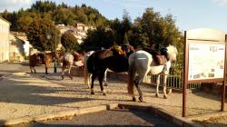 Etape chevaux Chalencon