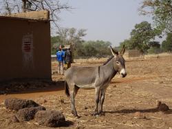 Ane et charette Burkina Faso