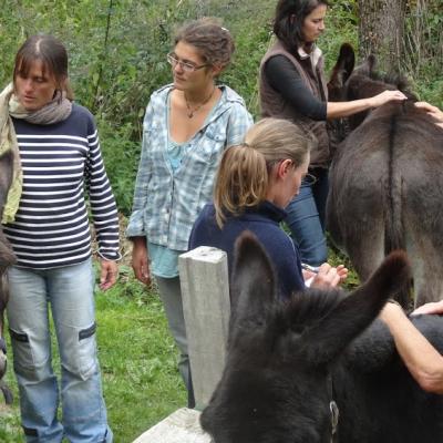 stage shiatsu ânes et chevaux