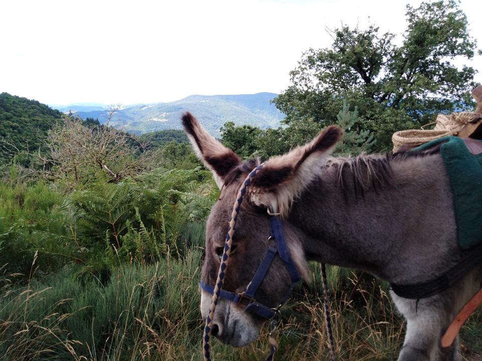 Rando âne journée Ardèche