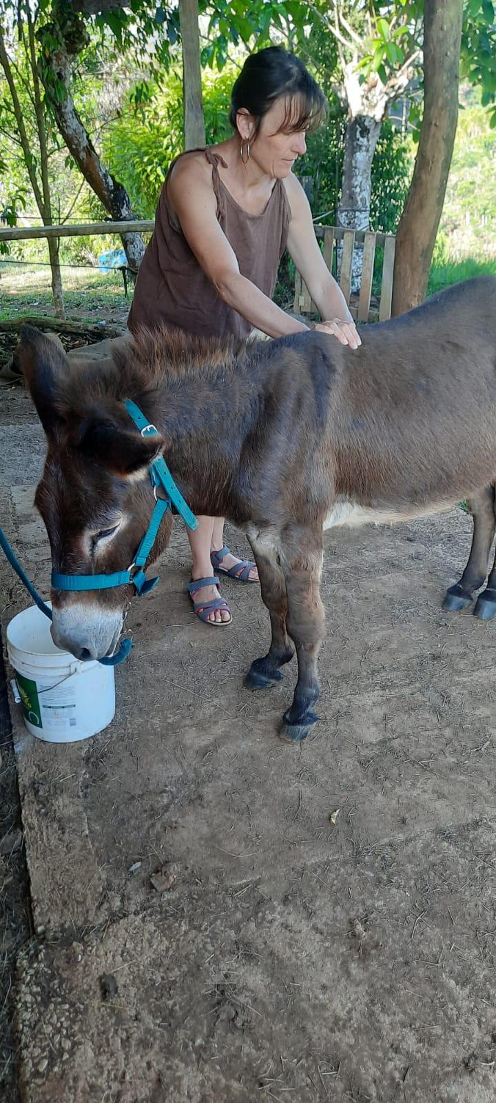 Shiatsu âne Costa Rica (shiatsu equino en burro en Costa Rica)