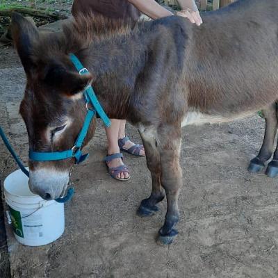 Shiatsu âne Costa Rica (shiatsu equino en burro en Costa Rica)