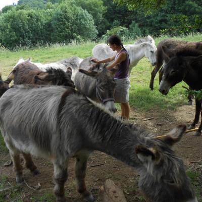 Ânes sans Frontières