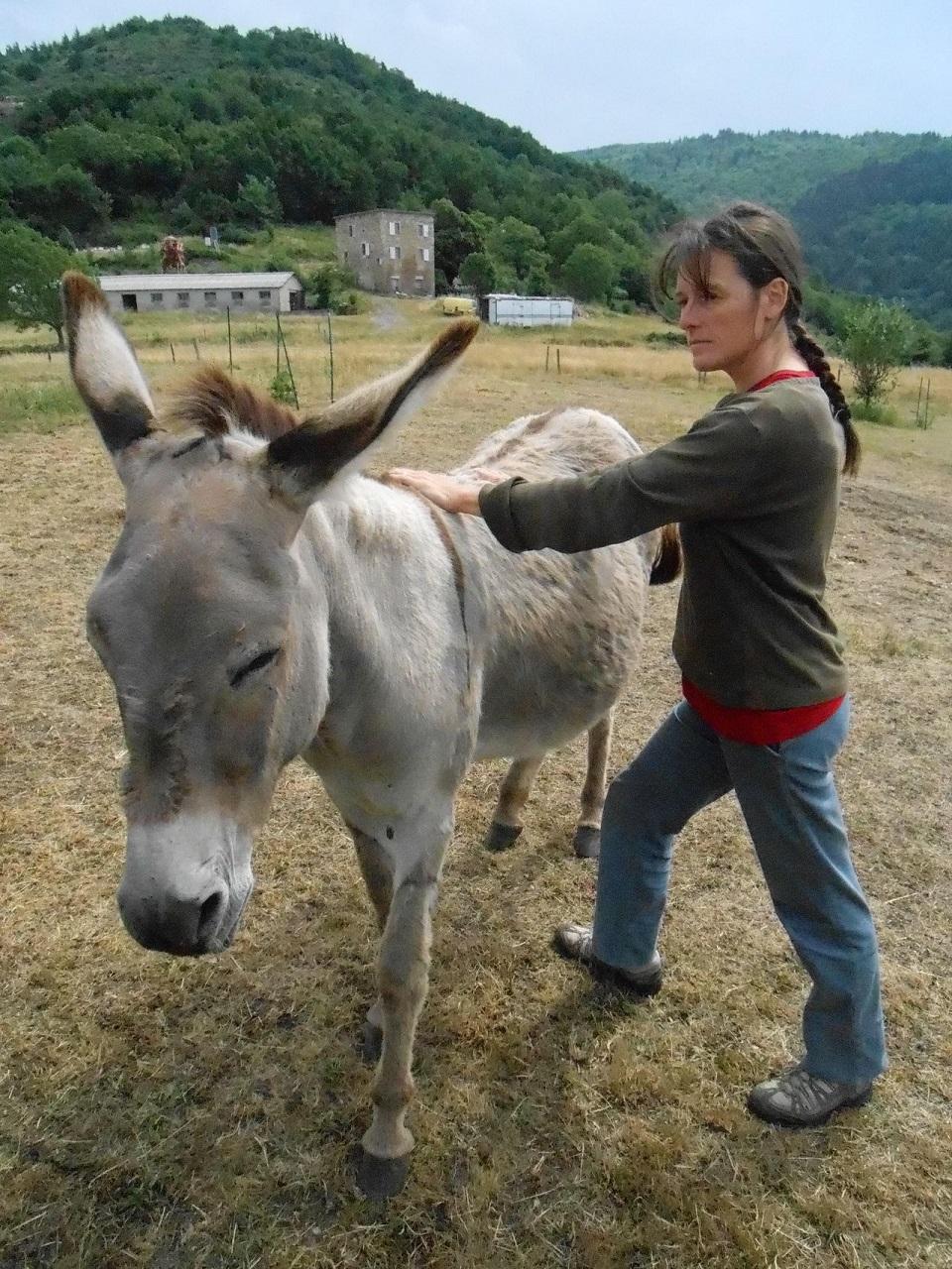 Shiatsu équin sur âne