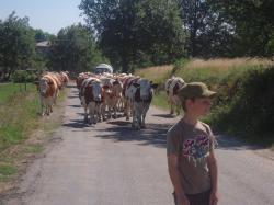 vaches-en-balade-Boffres-Ardèche.jpg